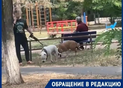 «Ждут, пока случится беда?»: бойцовские монстры без намордников в центре Волгодонска захватили прогулочную зону
