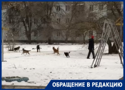 Посыпает дерево землей и не следит за своими собаками: волгодонцы пожаловались на соседа со «странностями»