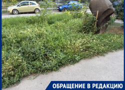 «Город задыхается»: жильцы Ленина, 115 жалуются на заросли амброзии