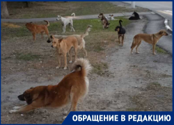 Стая бездомных собак оккупировала проходимый участок в Волгодонске перед началом учебного года