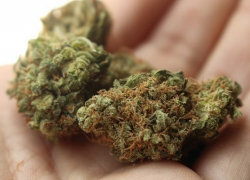 Волгодонцу грозит до десяти лет тюрьмы за хранение крупной партии марихуаны