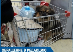 Волгодончанка, катающая свою собаку в тележке для продуктов, возмутила посетительницу гипермаркета