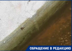 В зеленое болото с лягушками превратился фонтан у «Комсомольца» 
