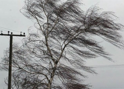 Сильный ветер может оставить Волгодонск без электричества