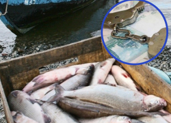 Более 300 тысяч рублей заплатят госинспекторы за вымогательство взяток с рыбодобытчиков