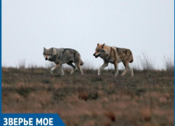 В заказнике «Цимлянский» бросили силы на восполнение популяции волков