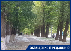 Вырубать старые тополя и сажать вместо них другие деревья призвали аллергики в Волгодонске