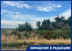 «Трава всё выше, скоро зацветёт амброзия»: жители хутора Ильинов жалуются на соседа-фермера