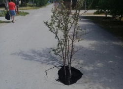 Торчащее из асфальта дерево предупреждает автомобилистов Волгодонска об опасности