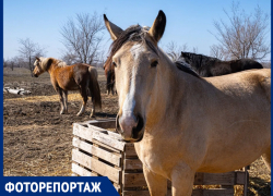 Царство милых лошадок: где под Волгодонском живут общительные лошади
