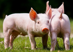 «Чума идет»: в Константиновске готовится массовое убийство свиней и собак