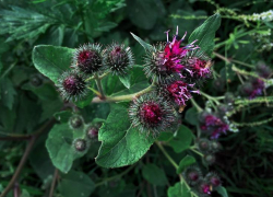 Волгодонцы с нетерпением ждут весны, чтобы полакомиться свежим репейником 