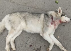 Окровавленный пес со страшной раной на шее попросил помощи у жителей Волгодонска 