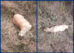 Зверски изувеченные тела бездомных собак обнаружили в Волгодонске 