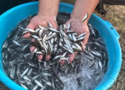 Более 5 миллионов пожирателей бокоплавов выпустили в Дон недалеко от Волгодонска