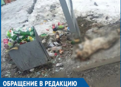 Труп собаки и кучи мусора ежедневно наблюдают волгодонцы на автобусной остановке на 30 лет Победы