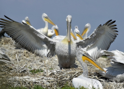 Заповедный остров для спасения редких пеликанов создадут в Орловском районе