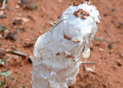 В Цимлянских песках встречается один из самых редких грибов России