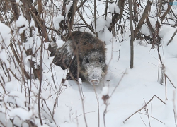 500 тысяч рублей может заплатить волгодонец за незаконную охоту на дикого кабана