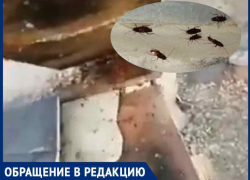 Огромные сверхбыстрые тараканы захватили дом на Ленина в Волгодонске