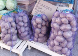 Красный, желтый, зеленый: как выбрать безопасный картофель на рынках Волгодонска и Цимлянска