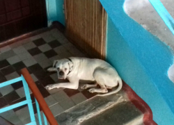 Огромный пес, брошенный хозяином в подъезде, напугал волгодонцев