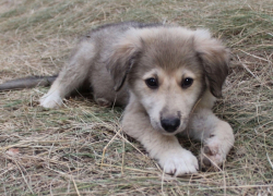 Неизвестные отрезали голову бездомному щенку и положили ее на дорогу