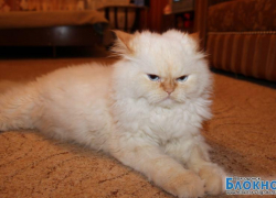 Боня - 71-й участник конкурса «Самый красивый кот Волгодонска»