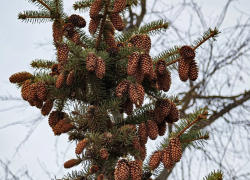 Хмурые тучи заявятся под вечер: о погоде в Волгодонске в четверг