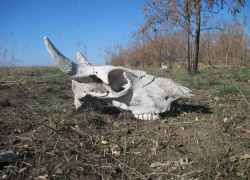 В Волгодонске в районе городской свалки неизвестные выбросли 20 коровьих голов