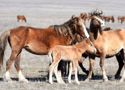 Очаровательные «шерстяные» жеребята появились на свет в табуне диких лошадей в Ростовской области на Маныче