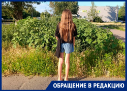 Лесные джунгли в центре Волгодонска — трава на Маршала Кошевого выросла в рост ребёнка