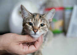Кошечка с необычным окрасом и грустными глазами ищет дом в Волгодонске