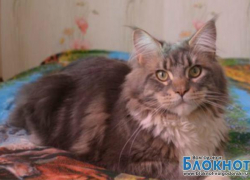 Майкл - 69-й участник конкурса «Самый красивый кот Волгодонска»