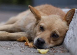 Бездомные животные массово гибнут от отравленной еды в Волгодонске