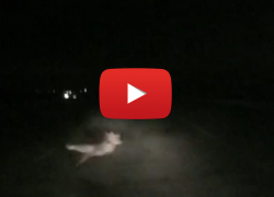 На трассе Цимлянск-Волгодонск под колеса автомобиля бросилась лиса