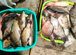 Описторхоз на тарелке: волгодонцев предупредили об опасности стихийной торговли рыбой