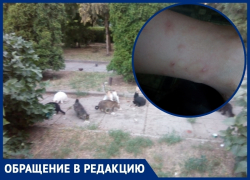 «Моего пятилетнего ребенка покусали блохи в квартире»: волгодончанка