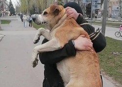 Землю под большой собачий приют выставили в аренду в промзоне Волгодонска