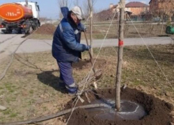 Глава города Дмитрий Вельможко рассказал, в каком состоянии сейчас находятся молодые деревья в Волгодонске 