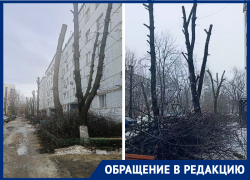 «Пни вместо каштанов»: жители дома №157а по улице Горького возмущены уничтожением деревьев