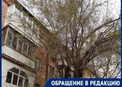 «Лампочка горит круглосуточно!»: жительница дома Ленина, 31 света белого не видит из-за старого дерева