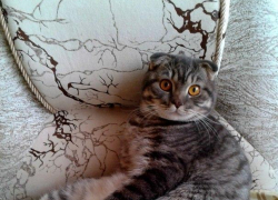 Марсель - 77-й участник конкурса «Самый красивый кот Волгодонска»