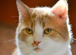 Кузьма - 81-й участник конкурса «Самый красивый кот Волгодонска»