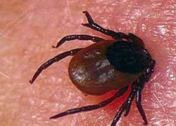 Клещи «решили» продлить дачный сезон в Волгодонске