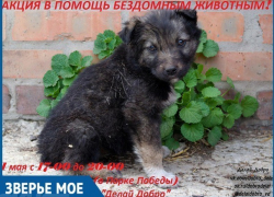 В День весны и труда в Волгодонске пройдет благотворительная акция в помощь бездомным животным