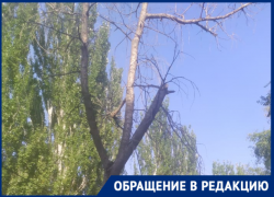 «Ждут несчастного случая?»: волгодонцы требуют спилить сухостой на Ленина