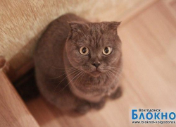 Ричард - 70-й участник конкурса «Самый красивый кот Волгодонска»