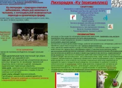 Выпил молоко – словил лихорадку: волгодонцев предупреждают о риске заражения инфекцией 