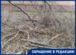 Больше года жильцы страдают от сухостоя после прошлогоднего циклона «Ольга»